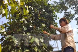 Aumenta valor de exportaciones de pimienta de provincia vietnamita a mercados europeos 