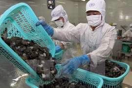 Prevén leve incremento de exportaciones de productos acuícolas de Vietnam