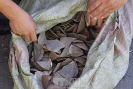 Malasia decomisa 712 kilogramos de escamas de pangolín