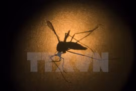 Malasia registra 122 muertos por dengue
