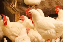 Arabia Saudita suspende importaciones de aves de corral de Filipinas y Laos
