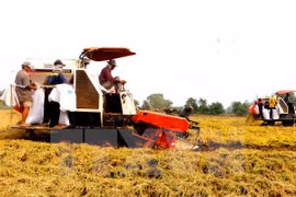 Agricultura, sector más atractivo para inversores en Altiplanicie Occidental
