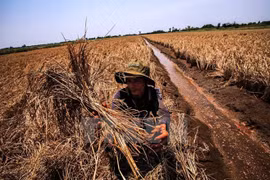 Cambio climático causará en Vietnam 250 mil muertes al año 