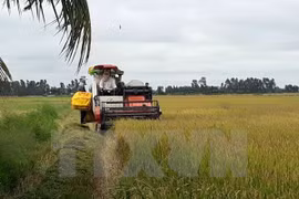 Vietnam optimizará sistema de producción arrocera