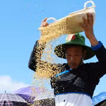 Festival de Temporada Dorada de Ta Leng en la provincia de Lai Chau 