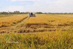Producción de arroz de alta calidad mediante mecanización en la región arrocera de la provincia de An Giang. Foto: VNA
