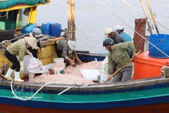 Un barco pesquero faenando cerca de la costa en la comuna de Giao Ninh, provincia de Ninh Binh. Foto: VNA