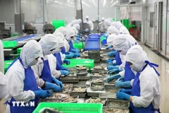 Procesamiento de camarones para exportación en el distrito de Binh Chanh, Ciudad Ho Chi Minh. (Foto: VietnamPlus)