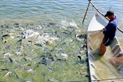 Cultivo de pangasius en la provincia survietnamita de Dong Thap. (Foto: VNA)