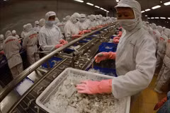 Línea de procesamiento de camarones para exportación en la fábrica del grupo Minh Phu Foto: VNA