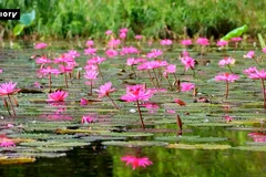 Tam Coc se convierte de un lienzo mágico durante la temporada de flores