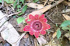 El Parque Nacional Phong Nha - Ke Bang registra recientemente la presencia de la rara planta Sapria himalayana (Fuente: VNA)