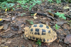 La División de Conservación y Cooperación Internacional del Parque Nacional Con Dao recibió recientemente una tortuga alargada (Indotestudo elongata). Foto: VNA