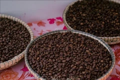 El café robusta, producto estrella de Vietnam (Foto: VNA)