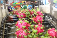 Procesamiento de pitahaya para exportación (Foto: VNA)