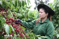 Exportaciones de café de Vietnam superarán cinco mil millones de USD en 2024