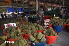 El durián es uno de los principales productos de exportación de Tailandia. (Foto: AFP/VNA)