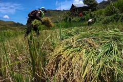 Agricultores cosechan arroz en el norte de Luwu, Sulawesi del Sur (Foto: Antara)