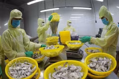 Procesamiento de camarones congelados para exportación en la fábrica del Grupo Minh Phu en la provincia de Hau Giang. Foto: VNA.