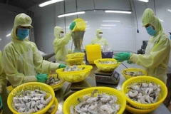 Procesamiento de camarones congelados para exportación en la fábrica del Grupo Minh Phu en la provincia de Hau Giang. Foto: VNA.