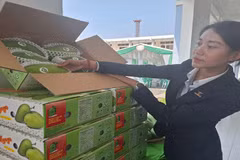 Tien Giang envía el primer lote de mangos de piel verde a EE. UU. en una ceremonia celebrada el 19 de marzo. (Foto: nhandan.vn)