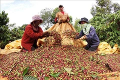 El café de especialidad de Vietnam apunta a conquistar el mundo