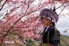 Flores de To day en la montaña cautivan a los visitantes