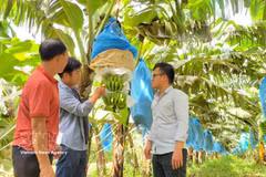 Plantación de banano cultivada según los estándares de la empresa conjunta agrícola de alta tecnología Hung Son en la provincia de Gia Lai. (Foto: VNA)