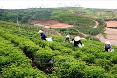 Actualmente, Lam Dong es la principal región productora de té de Vietnam (Fuente: VNA)