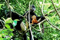El langur de Delacour, también conocido como langur de patas blancas, se considera un tesoro mundial y se encuentra entre las 25 especies más amenazadas del mundo. (Foto: FFI)
