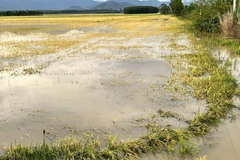 Arrozales en la provincia de Lam Dong quedaron sumergidos tras la lluvia. (Foto: VNA)