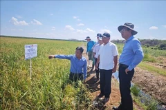 Durante su visita de trabajo a la provincia de Matanzas, el Embajador de Vietnam en Cuba, Le Quang Long, visita el Proyecto de Cooperación Vietnam-Cuba para el Desarrollo de la Producción de Arroz en el distrito de Calimete (Fuente: VNA)