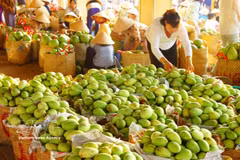 Los mangos de la provincia deDong Thap se exportan actualmente a muchos países del mundo. Foto: VNA