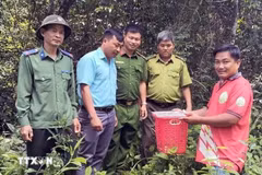 La Junta de Gestión del Bosque de Protección de Nam Cat Tien, devuelve a dos animales silvestres raros a su hábitat natural (Fuente: VNA)