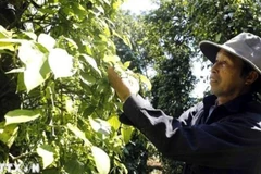 Agricultores cosechan pimienta. (Foto: VNA)
