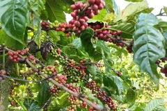 Actualmente, el café representa casi el 85% de las exportaciones totales de Vietnam a Argelia. (Foto: VNA)