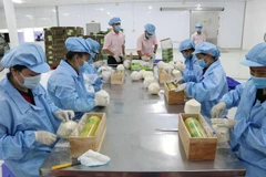 Exportaciones de coco de Vietnam alcanzan récord en 2024