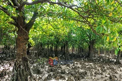La Reserva de Humedales de Dong Rui en la comuna de Hai Lang tiene muchos árboles de manglares con troncos grandes. (Fuente: baoquangninh.com)