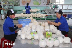 La industria del coco de Vietnam se encuentra ante una gran oportunidad de crecimiento, ya que se prevé que el valor de sus exportaciones en 2025 alcance entre 1,1 y 1,15 mil millones de USD (Fuente: VNA)