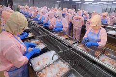 En una planta procesadora de camarones vietnamitas (Foto: VNA)