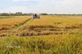 Producción de arroz de alta calidad mediante mecanización en la región arrocera de la provincia de An Giang. Foto: VNA