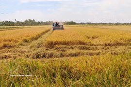 Producción de arroz de alta calidad mediante mecanización en la región arrocera de la provincia de An Giang. Foto: VNA