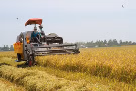 En un campo arrocero (Fuente: VNA)