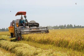 En un campo arrocero (Fuente: VNA)