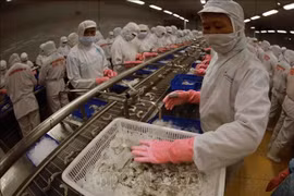 Línea de procesamiento de camarones para exportación en la fábrica del grupo Minh Phu Foto: VNA