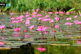 Tam Coc se convierte de un lienzo mágico durante la temporada de flores