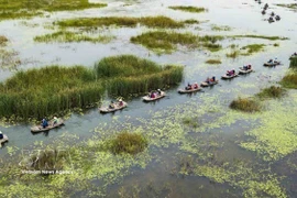 La zona ecoturística de la laguna Van Long, en la provincia de Ninh Binh, es famosa por su belleza prístina y tranquila, y por su diverso ecosistema. (Foto: VNA)