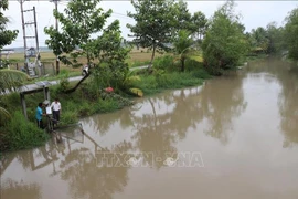 La agricultura de la provincia survietnamita de Vinh Long está experimentando una transformación clara hacia una orientación verde y sostenible (Fuente: VNA)