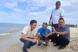 Tras someterse a un chequeo médico por parte del personal de la Junta de Gestión del Área Marina Protegida de la Isla Con Co, la tortuga marina fue liberada de nuevo en su hábitat natural en presencia de residentes locales y turistas. (Foto: VNA)