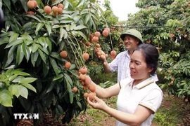 En una plantación de lichis en la provincia norteña de Bac Giang. (Foto: VNA)
